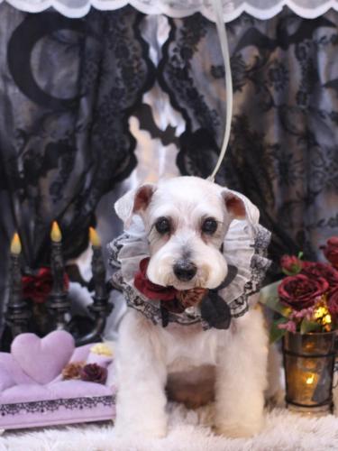 20231028ボルトくん